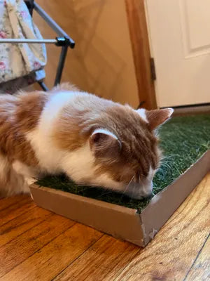 Kullanıma Hazır Doğal Kedi Çimi