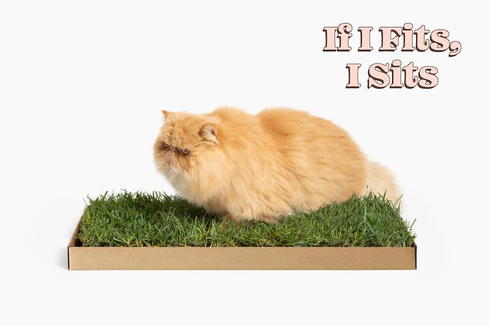 Kullanıma Hazır Doğal Kedi Çimi