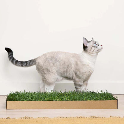 Kullanıma Hazır Doğal Kedi Çimi