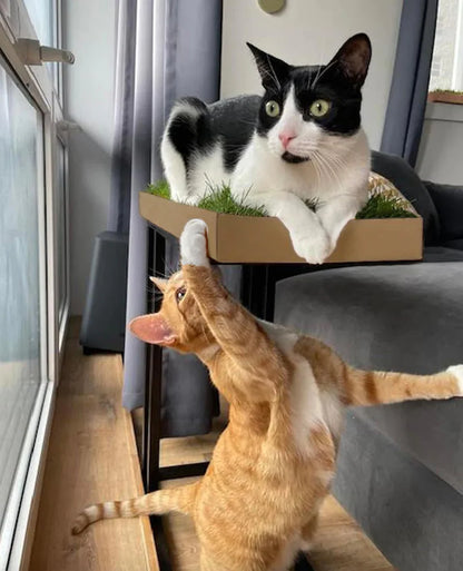 Kullanıma Hazır Doğal Kedi Çimi