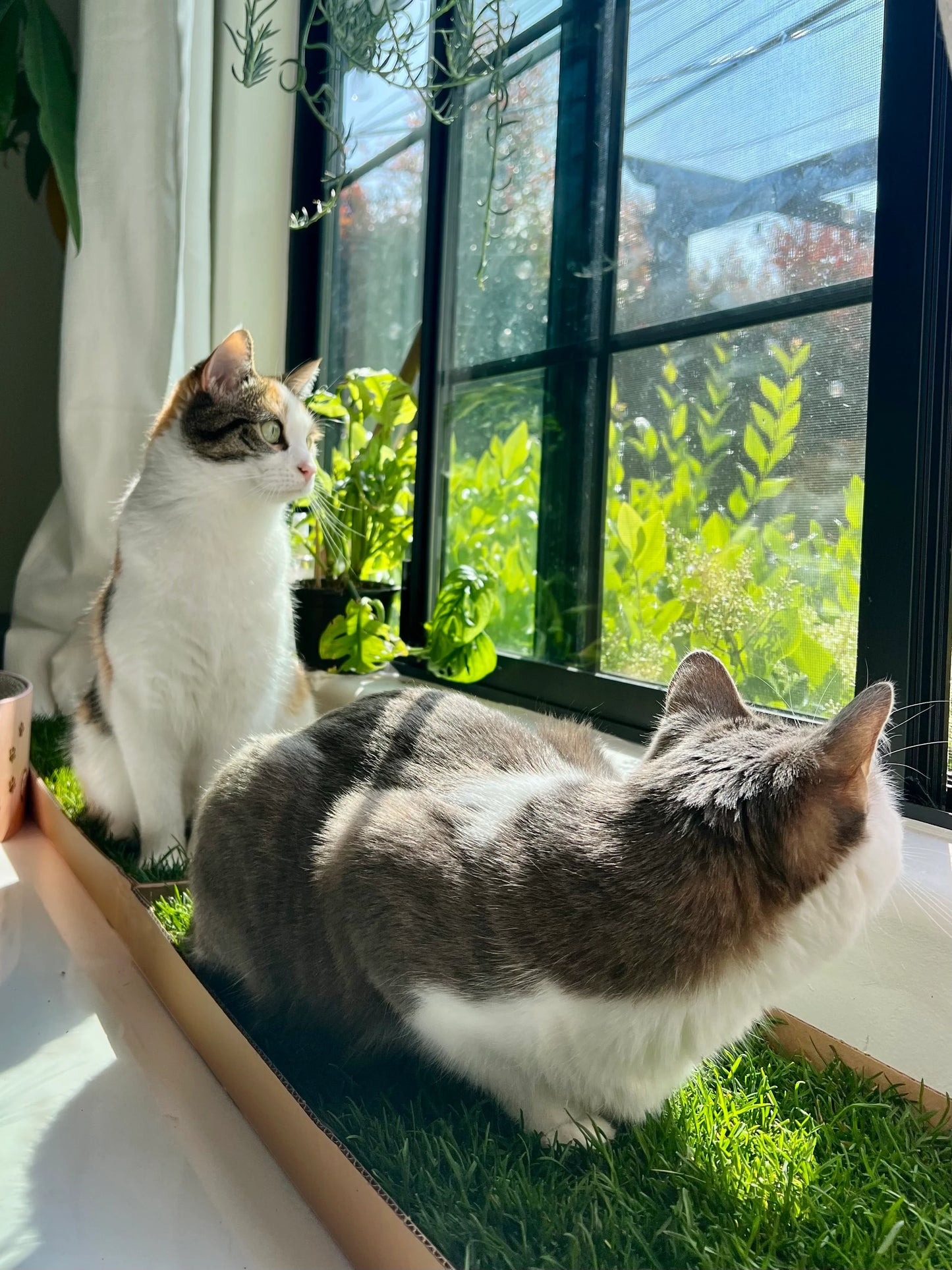 Kullanıma Hazır Doğal Kedi Çimi