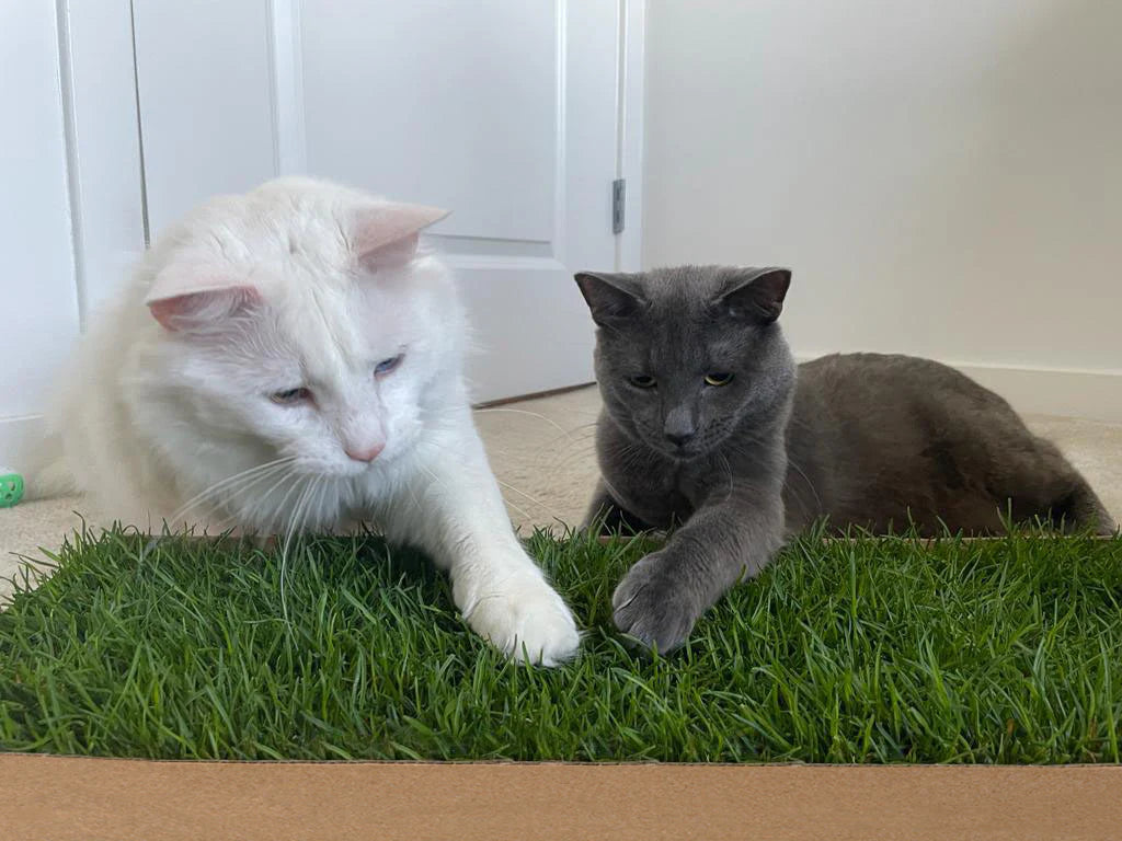 Kullanıma Hazır Doğal Kedi Çimi
