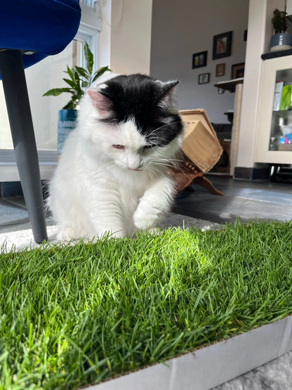 Kullanıma Hazır Doğal Kedi Çimi